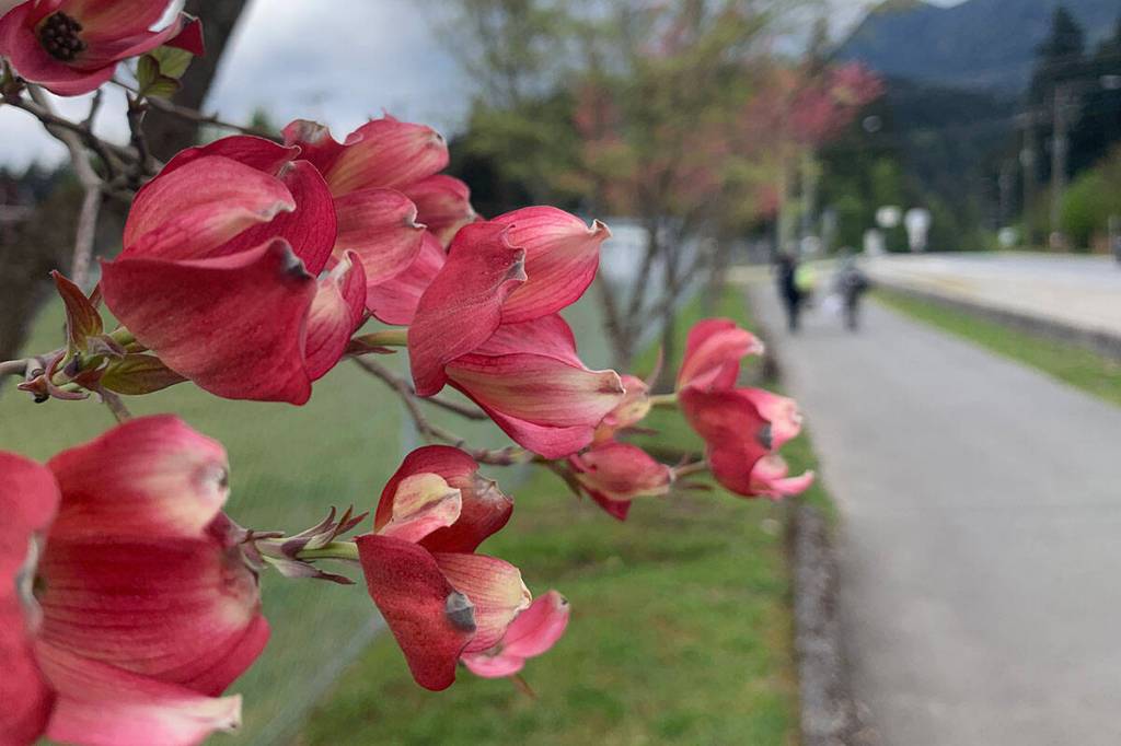 Dogwoods along Kawkawa Lake Road in Hope in 2022. (Jessica Peters/Hope Standard file)