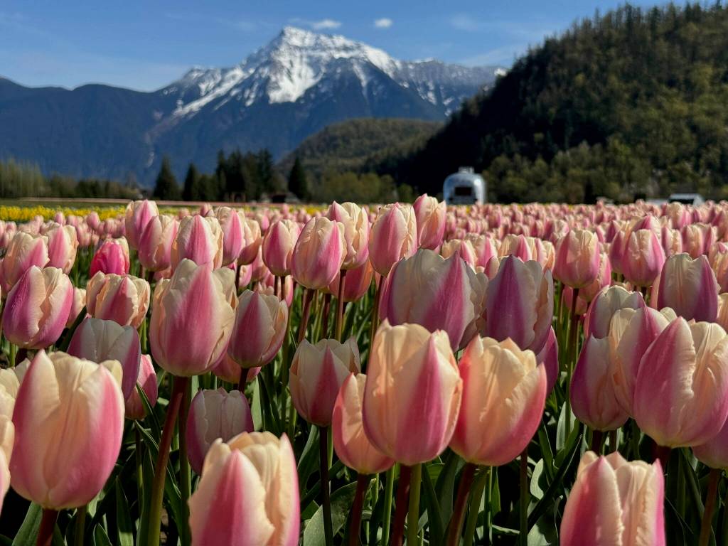 The Harrison Tulip Festival is set to open next month. (Harrison Tulip Festival)