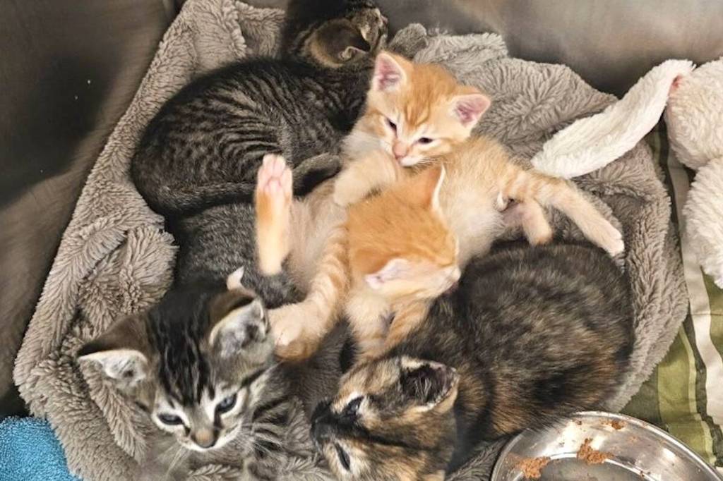 Five kittens were recently found at a waste management facility in Abbotsford and turned over to the local SPCA shelter. (BC SPCA photo)